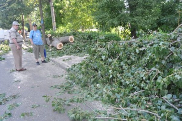 Primăria Constanţa toaletează copacii şi îngrijeşte spaţiile verzi: vezi zonele vizate